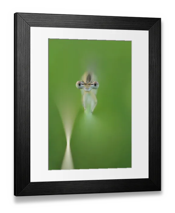 Framed Print : Female Azure damselfly (Coenagrion puella), Vallee de la Seille (Seille Valley), Lorraine