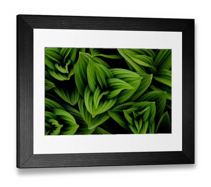 Framed Print : Great yellow gentian (Gentiana lutea) leaves. Haute-Savoie, Massif des Bauges, French Alps, May Framed Print : Great yellow gentian (Gentiana lutea) leaves. Haute-Savoie, Massif des Bauges, French Alps, May