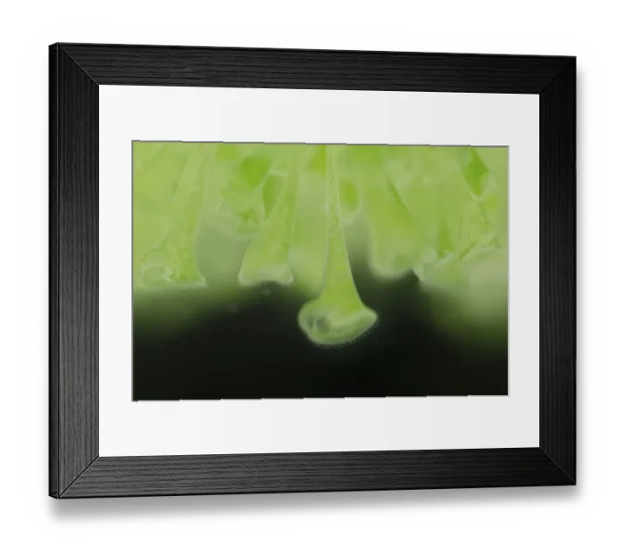 Framed Print : Trumpet animalcules (Stentor polymorphus) with algal symbionts (Chlorella), Europe Framed Print : Trumpet animalcules (Stentor polymorphus) with algal symbionts (Chlorella), Europe