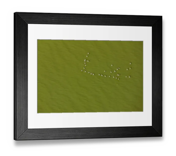 Framed Print : Lesser flamingo flock (Phoeniconaias) flying over lake with green algae, aerial view Framed Print : Lesser flamingo flock (Phoeniconaias) flying over lake with green algae, aerial view
