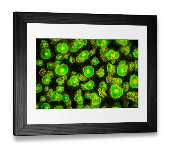 Framed Print : A blue light fluorescence photo of Jewel anemones (Corynactis viridis) Framed Print : A blue light fluorescence photo of Jewel anemones (Corynactis viridis)