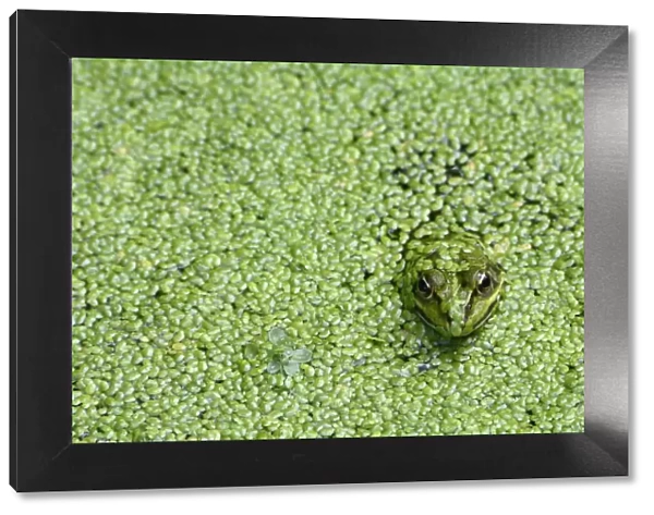 Edible frog (Rana esculenta) in pond weed, Vosges, France, June