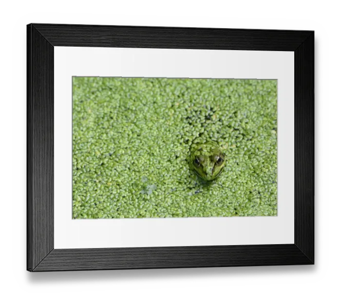 Framed Print : Edible frog (Rana esculenta) in pond weed, Vosges, France, June Framed Print : Edible frog (Rana esculenta) in pond weed, Vosges, France, June