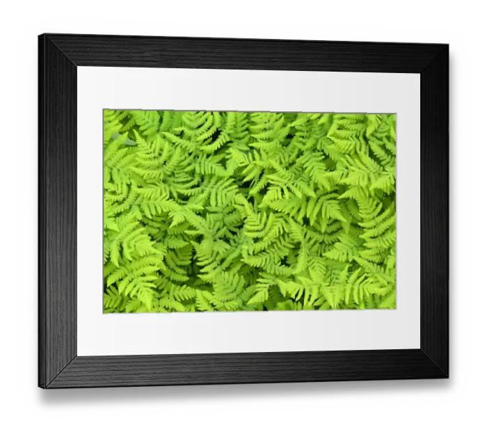 Framed Print : Limestone oak fern (Gymnocarpium robertianum) leaves, Saltoluokta area, Greater Laponia Framed Print : Limestone oak fern (Gymnocarpium robertianum) leaves, Saltoluokta area, Greater Laponia