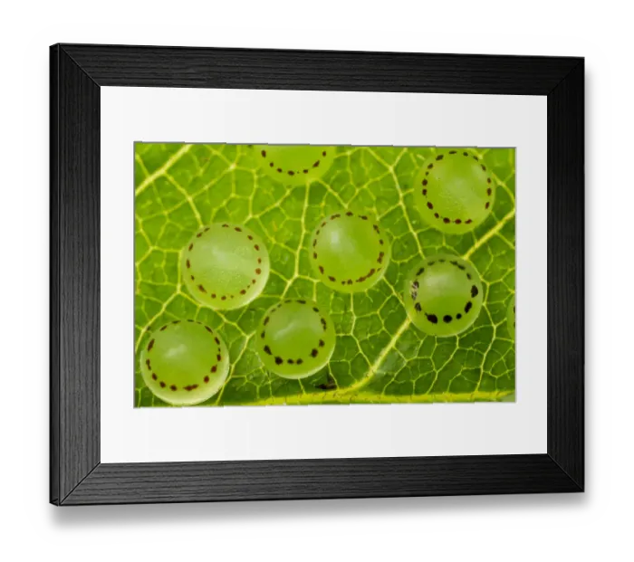 Framed Print : Morpho (Morpho peleides) eggs, Green Hills Butterfly Ranch, Cayo District, Belize Framed Print : Morpho (Morpho peleides) eggs, Green Hills Butterfly Ranch, Cayo District, Belize