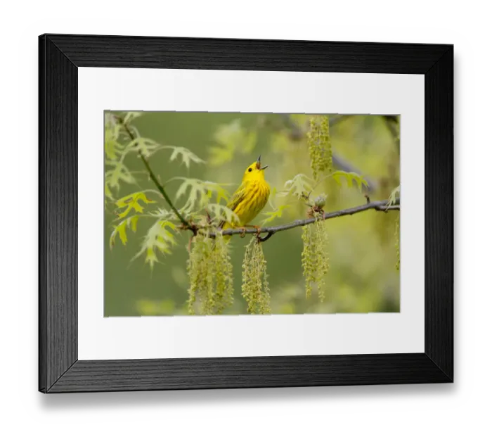 Framed Print : Male Yellow warbler (Setophaga  /  Dendroica petechia) in breeding plumage singing amongst