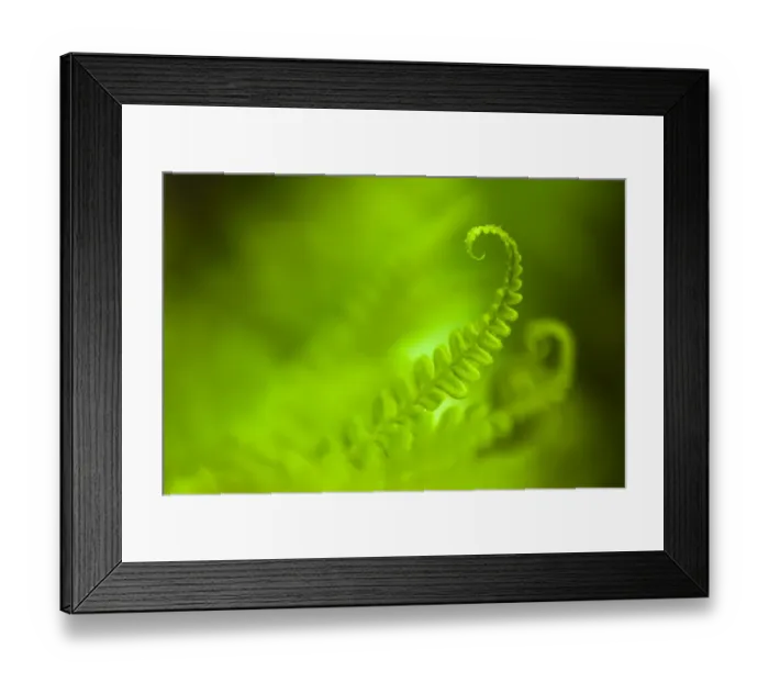 Framed Print : Male Fern (Dryopteris filix-mas) abstract, Isle of Mull, Scotland, UK. June Framed Print : Male Fern (Dryopteris filix-mas) abstract, Isle of Mull, Scotland, UK. June