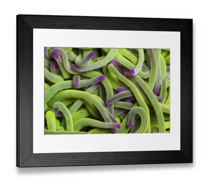 Framed Print : Snakelocks Anemone (Anemonia viridis), green form in a rockpool, Devon, UK. June Framed Print : Snakelocks Anemone (Anemonia viridis), green form in a rockpool, Devon, UK. June