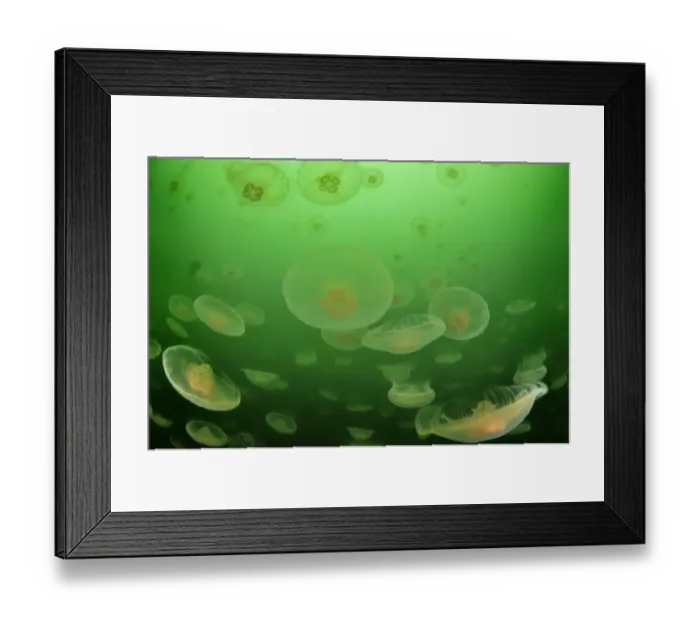 Framed Print : Multitudes of Moon jellyfish (Aurelia labiata), Alaska, USA, Gulf of Alaska Framed Print : Multitudes of Moon jellyfish (Aurelia labiata), Alaska, USA, Gulf of Alaska