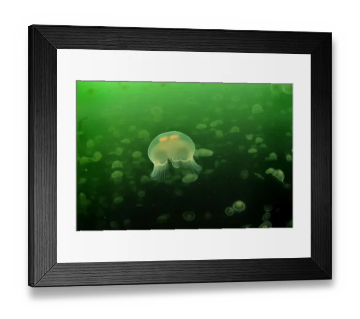 Framed Print : Multitudes of Moon jellyfish (Aurelia labiata), Alaska, USA, Gulf of Alaska Framed Print : Multitudes of Moon jellyfish (Aurelia labiata), Alaska, USA, Gulf of Alaska