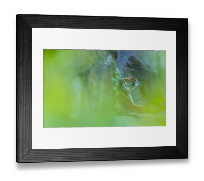 Framed Print : Indochinese tiger (Panthera tigris corbetti) looking up, behind screen of leaves Framed Print : Indochinese tiger (Panthera tigris corbetti) looking up, behind screen of leaves