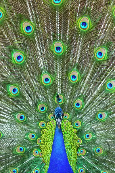 Indian peafowl (Pavo cristatus) peacock displaying feathers, captive, occurs in South