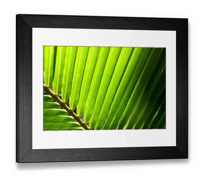 Framed Print : Detail of palm leaf, backlit in sunshine, New Caledonia Framed Print : Detail of palm leaf, backlit in sunshine, New Caledonia