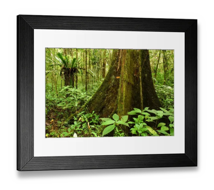Framed Print : Tropical forest, Andasibe-Mantadia National Park, Madagascar, March 2005 Framed Print : Tropical forest, Andasibe-Mantadia National Park, Madagascar, March 2005