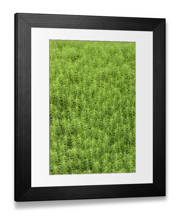 Framed Print : Common haircap moss (Polytrichum commune) largest British moss, Snowdonia, north Wales Framed Print : Common haircap moss (Polytrichum commune) largest British moss, Snowdonia, north Wales
