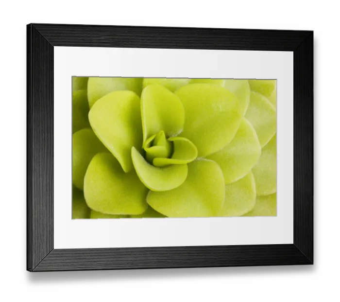 Framed Print : Butterwort (Pinguicula gigantea) leaves, insectivorous plants, cultivated specimen Framed Print : Butterwort (Pinguicula gigantea) leaves, insectivorous plants, cultivated specimen