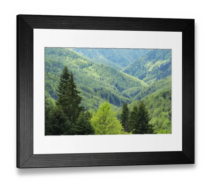Framed Print : Beech (Fagus sylvatica) forest in Tarcu mountains nature reserve, Natura 2000 area Framed Print : Beech (Fagus sylvatica) forest in Tarcu mountains nature reserve, Natura 2000 area