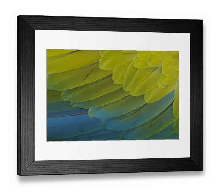 Framed Print : Great Green Macaw (Ara ambiguus) close up of feathers, El Manantial Macaw Sanctuary, Costa Rica Framed Print : Great Green Macaw (Ara ambiguus) close up of feathers, El Manantial Macaw Sanctuary, Costa Rica