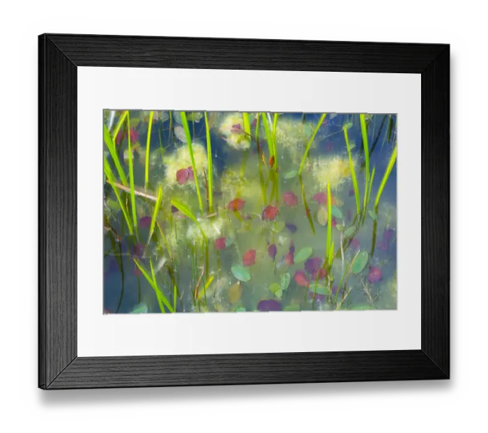 Framed Print : Fallen leaves in pond with aquatic plants, Denmark, Europe, September Framed Print : Fallen leaves in pond with aquatic plants, Denmark, Europe, September