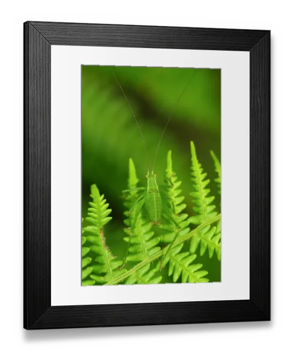 Framed Print : Speckled bush-cricket (Leptophyes punctatissima) on fern fronds. Dorset, UK, July Framed Print : Speckled bush-cricket (Leptophyes punctatissima) on fern fronds. Dorset, UK, July