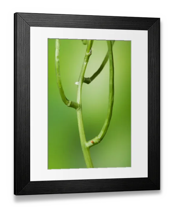 Framed Print : Green-veined White butterfly egg (Pieris napi) above, Orange-tip butterfly egg (Anthocharis Framed Print : Green-veined White butterfly egg (Pieris napi) above, Orange-tip butterfly egg (Anthocharis