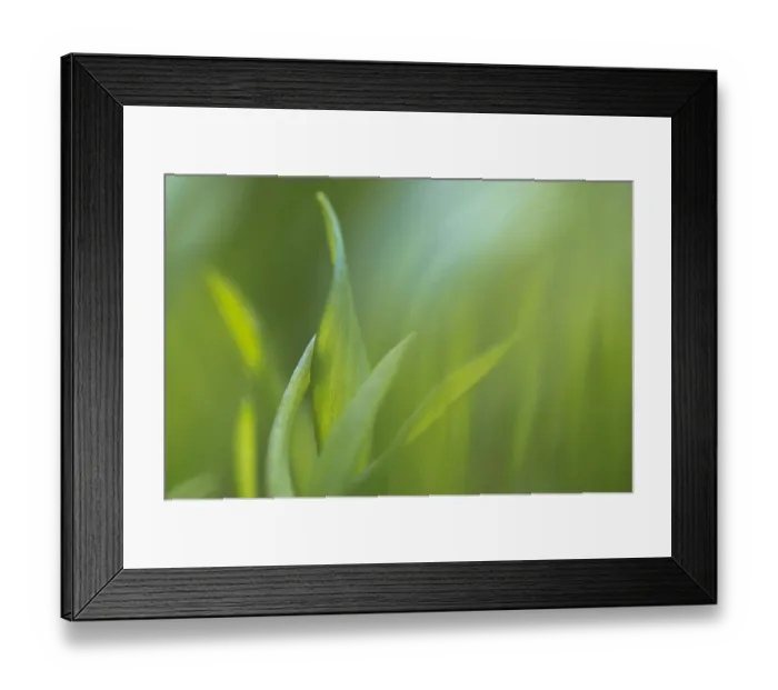 Framed Print : Wild Garlic  /  ramsons (Allium ursinum) leaves emerging in early spring. Peak District National Park