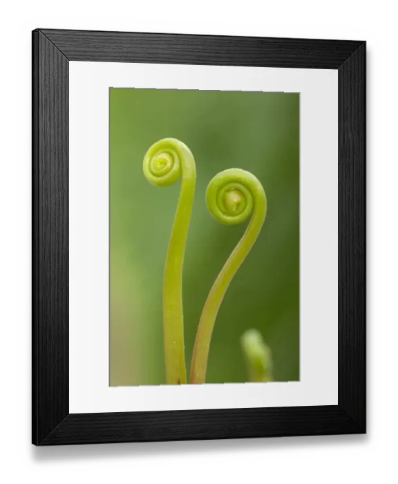 Framed Print : Fork-leaved sundew (Drosera bipinata) leaves unfurling. Cultivated species, occurs in Australia Framed Print : Fork-leaved sundew (Drosera bipinata) leaves unfurling. Cultivated species, occurs in Australia