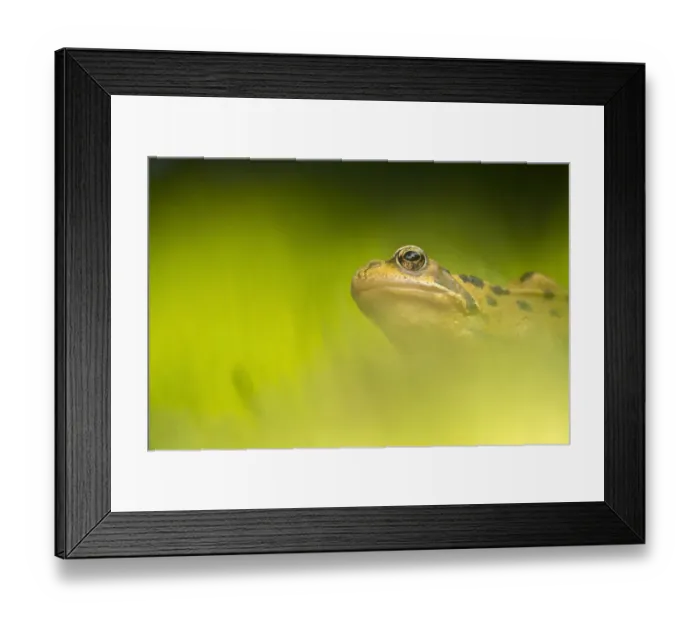 Framed Print : Common frog (Rana temporaria) portrait, Broxwater, Cornwall, UK. June Framed Print : Common frog (Rana temporaria) portrait, Broxwater, Cornwall, UK. June