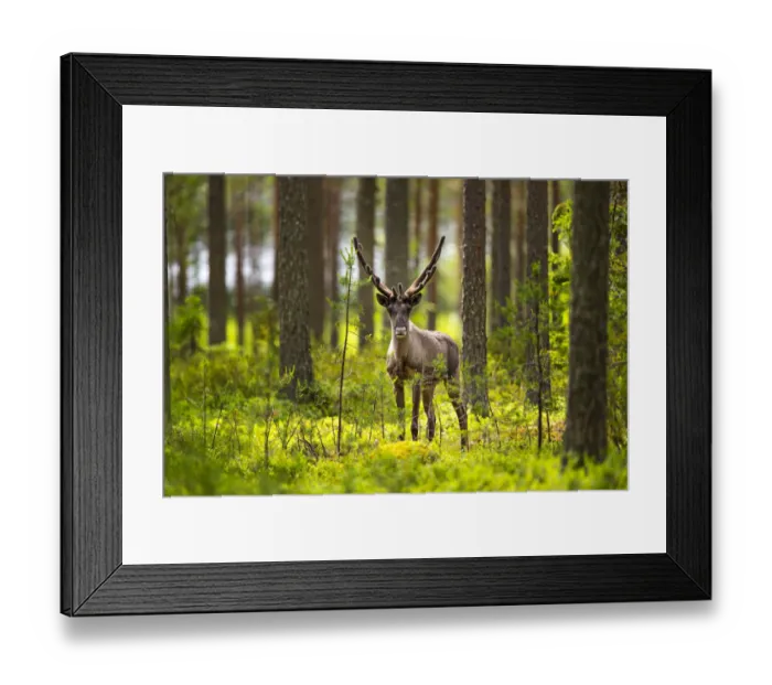 Framed Print : Forest reindeer, (Rangifer tarandus fennicus) in velvet, Viiksimo, Kuhmo region. Finland, July Framed Print : Forest reindeer, (Rangifer tarandus fennicus) in velvet, Viiksimo, Kuhmo region. Finland, July
