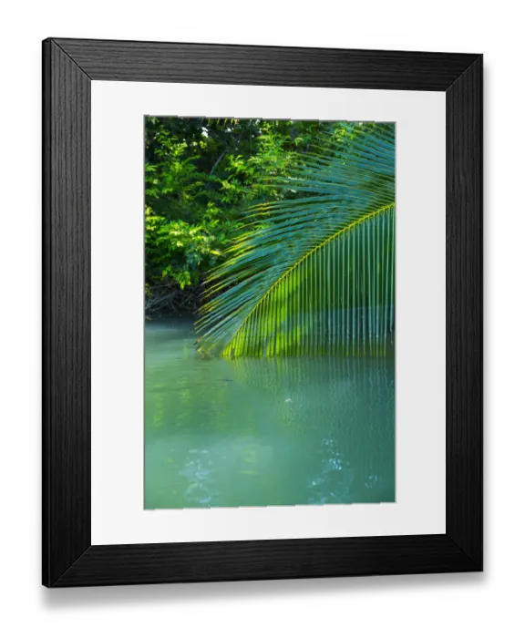 Framed Print : Palm tree branch dipping towards water, Puerto Jimenez, Golfo Dulce, Osa Peninsula Framed Print : Palm tree branch dipping towards water, Puerto Jimenez, Golfo Dulce, Osa Peninsula
