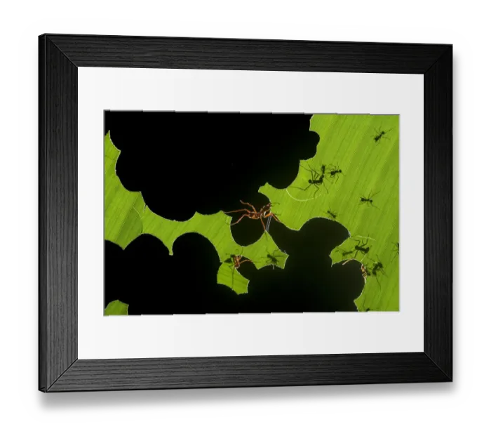 Framed Print : Leafcutter ants (Atta sp) colony harvesting a banana leaf, Costa Rica. 3rd place in the Insects Framed Print : Leafcutter ants (Atta sp) colony harvesting a banana leaf, Costa Rica. 3rd place in the Insects