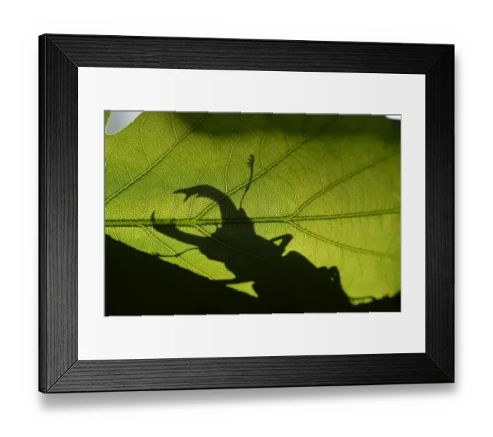 Framed Print : Stag beetle (Lucanus cervus) silhouetted against oak tree leaf. Elbe, Germany, June Framed Print : Stag beetle (Lucanus cervus) silhouetted against oak tree leaf. Elbe, Germany, June