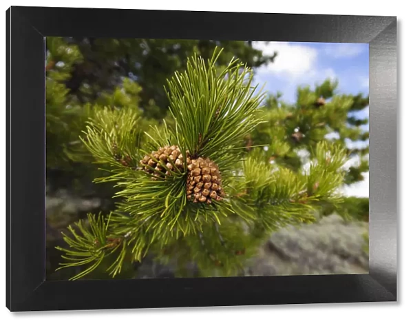 Lodgepole pine cones (Pinus contorta), Teton County, Wyoming, USA. May