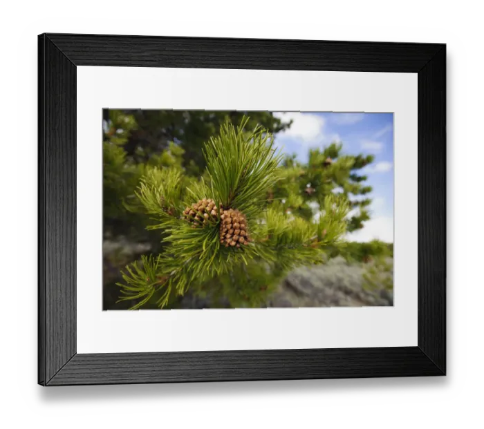 Framed Print : Lodgepole pine cones (Pinus contorta), Teton County, Wyoming, USA. May Framed Print : Lodgepole pine cones (Pinus contorta), Teton County, Wyoming, USA. May