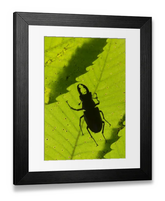 Framed Print : Stag beetle (Lucanus cervus) male silhouetted against leaf, controlled conditions Framed Print : Stag beetle (Lucanus cervus) male silhouetted against leaf, controlled conditions