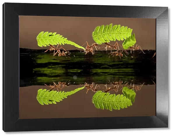 Leaf cutter ants (Atta sp) carrying pieces of fern, reflected in water, Costa Rica