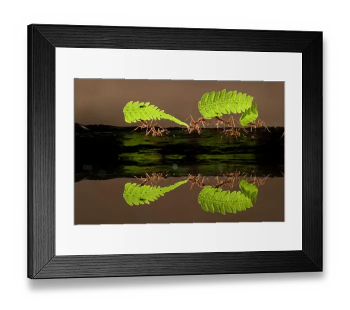 Framed Print : Leaf cutter ants (Atta sp) carrying pieces of fern, reflected in water, Costa Rica Framed Print : Leaf cutter ants (Atta sp) carrying pieces of fern, reflected in water, Costa Rica