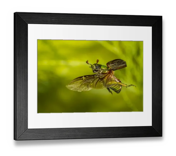 Framed Print : Glorious scarab (Chrysina gloriosa) flying, Brewster County, Texas, USA. Controlled conditions Framed Print : Glorious scarab (Chrysina gloriosa) flying, Brewster County, Texas, USA. Controlled conditions