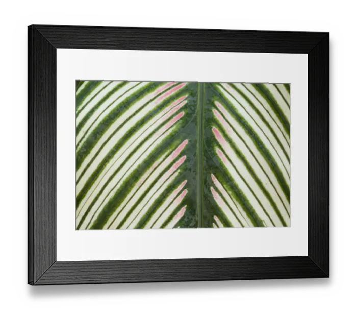 Framed Print : Majestic prayer plant (Calathea majestica) close up of leaf. Occurs in South America Framed Print : Majestic prayer plant (Calathea majestica) close up of leaf. Occurs in South America