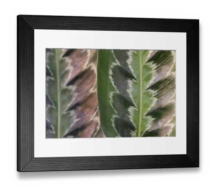 Framed Print : Prayer plant (Calathea plowmanii) close up of leaf, TU Delft Botanical Garden, Netherlands, August Framed Print : Prayer plant (Calathea plowmanii) close up of leaf, TU Delft Botanical Garden, Netherlands, August