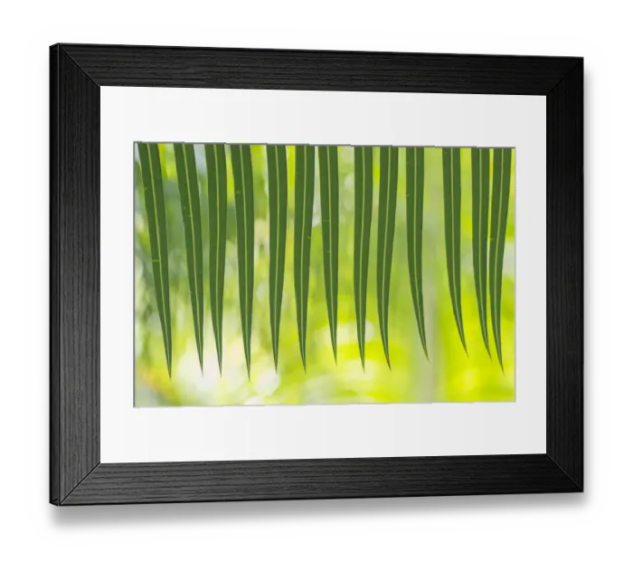 Framed Print : Arayat pitogo (Cycas riuminiana) occurs in Philippines. Botanic Garden Amsterdam Framed Print : Arayat pitogo (Cycas riuminiana) occurs in Philippines. Botanic Garden Amsterdam
