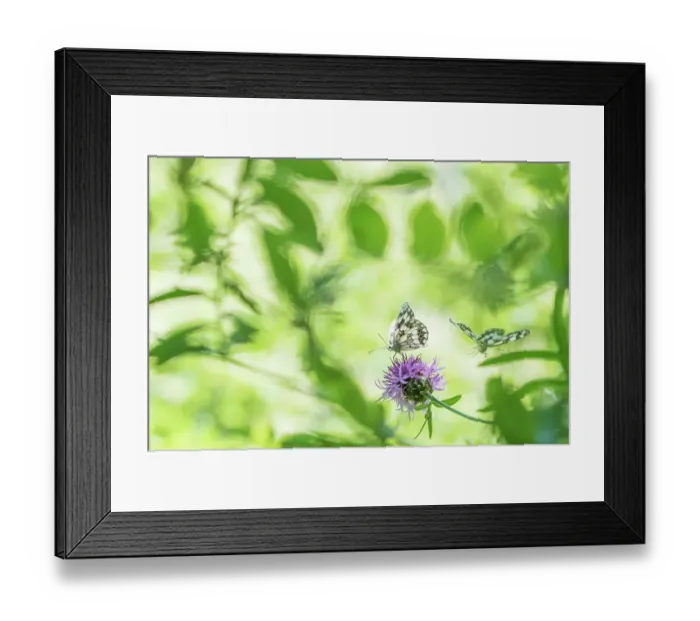 Framed Print : RF - Marbled white butterfly (Melanargia galathea) on knapweed, with soft focus leaves, Aosta Valley, Gran Paradiso National Park, Italy Framed Print : RF - Marbled white butterfly (Melanargia galathea) on knapweed, with soft focus leaves, Aosta Valley, Gran Paradiso National Park, Italy