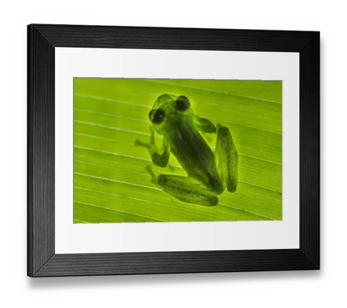 Framed Print : Emerald Glass Frog (Centrolenella proseblepan) on leaf. Mid-altitude rainforest, Bosque de Paz Framed Print : Emerald Glass Frog (Centrolenella proseblepan) on leaf. Mid-altitude rainforest, Bosque de Paz