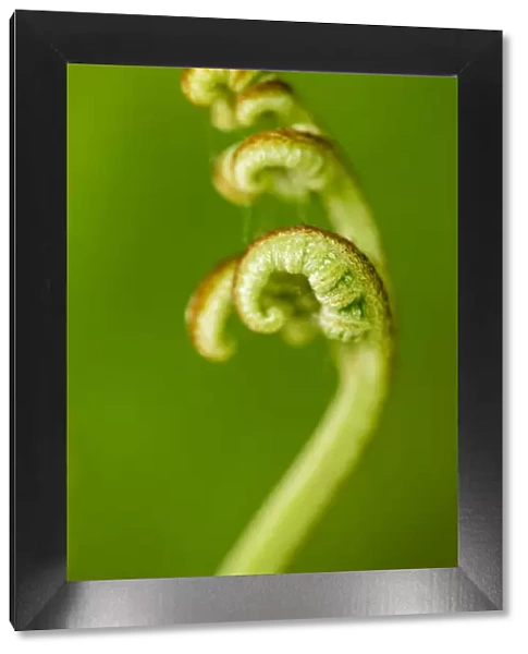 Eagle fern (Pteridium aquilinum) frond unfurling, Montseny Natural Park, a UNESCO National Park