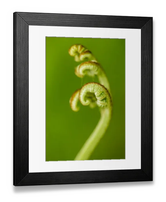 Framed Print : Eagle fern (Pteridium aquilinum) frond unfurling, Montseny Natural Park, a UNESCO National Park Framed Print : Eagle fern (Pteridium aquilinum) frond unfurling, Montseny Natural Park, a UNESCO National Park