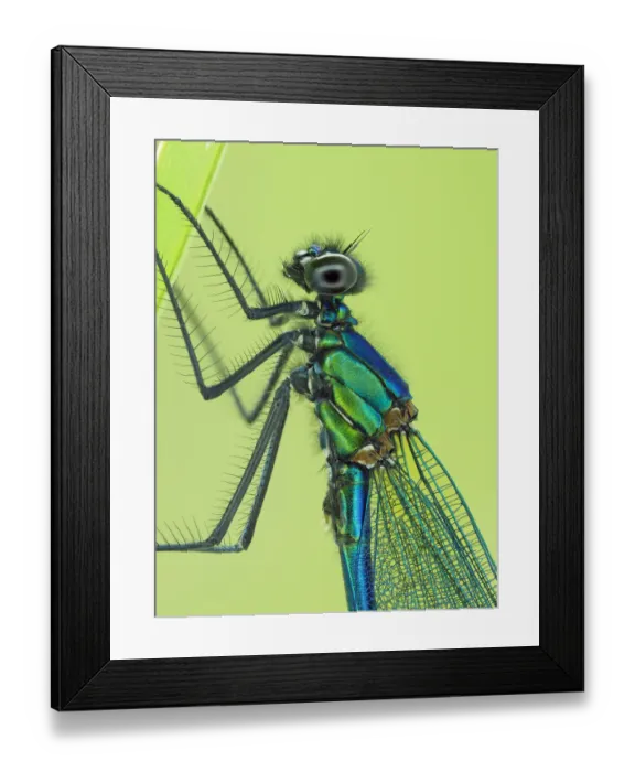 Framed Print : Banded demoiselle (Calopteryx splendens) male close up detail of head and thorax Framed Print : Banded demoiselle (Calopteryx splendens) male close up detail of head and thorax