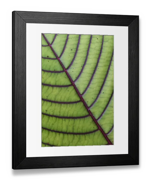 Framed Print : Close up of leaf from montane rainforest with distinct veins, Mainland New Guinea