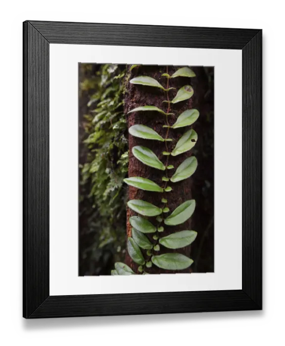 Framed Print : A climber plant in the montane rainforest, near FakFak, Mainland New Guinea, Western Papua Framed Print : A climber plant in the montane rainforest, near FakFak, Mainland New Guinea, Western Papua