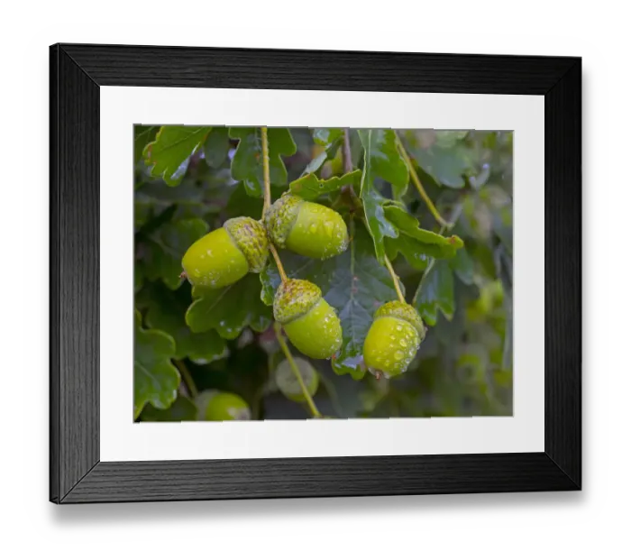 Framed Print : RF - Oak (Quercus robur) acorns in autumn, England, UK, August