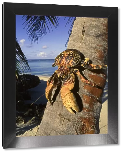 Coconut  /  Robber crab (Birgus latros) climbing coconut tree, Aldabra Seychelles